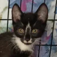 CHRUPEK, Mixed Breed (Fundacja Głosem Zwierząt)