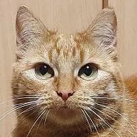 RÓŻA, Mixed Breed (Fundacja Głosem Zwierząt)