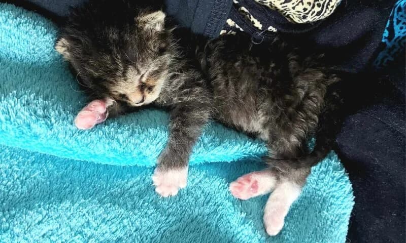 MOMO, Mixed Breed (Fundacja Głosem Zwierząt)