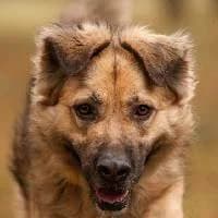 BOSTON, Mixed Breed (Fundacja Głosem Zwierząt)