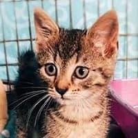 BUKA, Mixed Breed (Fundacja Głosem Zwierząt)