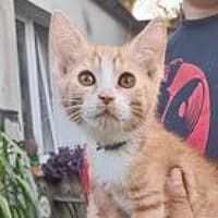 WANILLA, Mixed Breed (Fundacja Głosem Zwierząt)