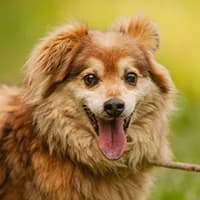 LULUŚ, Mixed Breed (Fundacja Głosem Zwierząt)