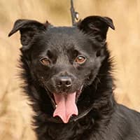 ALBIŚ, Mixed Breed (Fundacja Głosem Zwierząt)
