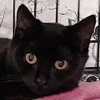 BAMBOSZKA, Mixed Breed (Fundacja Głosem Zwierząt)
