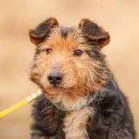 ATTU, Mixed Breed (Fundacja Głosem Zwierząt)