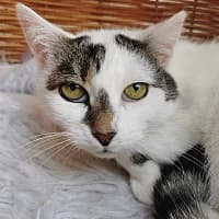 SOLA, Mixed Breed (Fundacja Głosem Zwierząt)