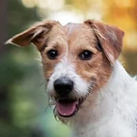 PIKSEL, Mixed Breed (Fundacja Głosem Zwierząt)