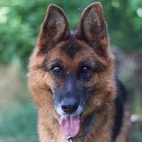 BREGO, Mixed Breed (Fundacja Głosem Zwierząt)