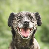 DOBIŚ, Mixed Breed (Fundacja Głosem Zwierząt)