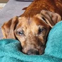 MOMO, Mixed Breed (Fundacja Głosem Zwierząt)