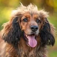 TEKI, Mixed Breed (Fundacja Głosem Zwierząt)