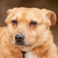 BIŚ, Mixed Breed (Fundacja Głosem Zwierząt)