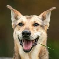 WANDA, Mixed Breed (Fundacja Głosem Zwierząt)