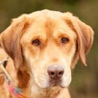 BIMO, Mixed Breed (Fundacja Głosem Zwierząt)