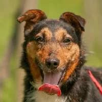 FIKO, Mixed Breed (Fundacja Głosem Zwierząt)