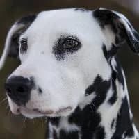 PASTA, Mixed Breed (Fundacja Głosem Zwierząt)