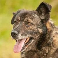 MAKSIU, Mixed Breed (Fundacja Głosem Zwierząt)
