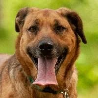 INKA, Mixed Breed (Fundacja Głosem Zwierząt)
