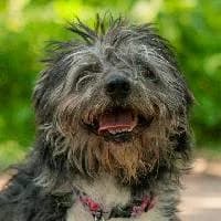 UMI, Mixed Breed (Fundacja Głosem Zwierząt)