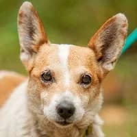 NONI, Mixed Breed (Fundacja Głosem Zwierząt)