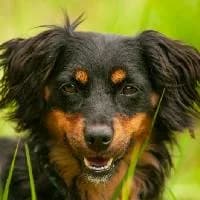 WIWI, Mixed Breed (Fundacja Głosem Zwierząt)