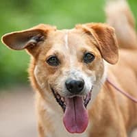 MAKALU, Mixed Breed (Fundacja Głosem Zwierząt)