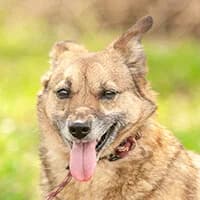 AMI, Mixed Breed (Fundacja Głosem Zwierząt)