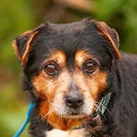 NUBIŚ, Mixed Breed (Fundacja Głosem Zwierząt)