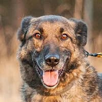 PRIM, Mixed Breed (Fundacja Głosem Zwierząt)