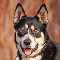 MAUI, Mixed Breed (Fundacja Głosem Zwierząt)
