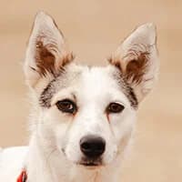 TALA, Mixed Breed (Fundacja Głosem Zwierząt)