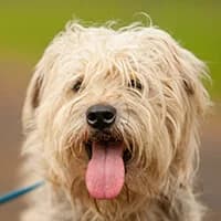 POMPON, Mixed Breed (Fundacja Głosem Zwierząt)