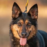 PAMKA, Mixed Breed (Fundacja Głosem Zwierząt)