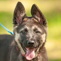 NESTEA, Mixed Breed (Fundacja Głosem Zwierząt)