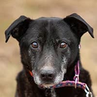 LAYS, Mixed Breed (Fundacja Głosem Zwierząt)
