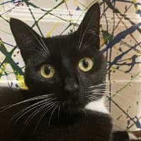 CHIA, Mixed Breed (Fundacja Głosem Zwierząt)