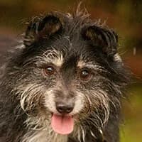 DROPSIK, Mixed Breed (Fundacja Głosem Zwierząt)