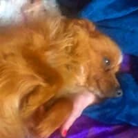PUSZEK, Mixed Breed (Fundacja Głosem Zwierząt)