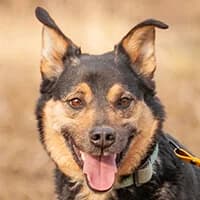 OMI, Mixed Breed (Fundacja Głosem Zwierząt)