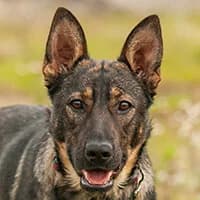 BUŹKA, Mixed Breed (Fundacja Głosem Zwierząt)