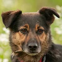 TIJA, Mixed Breed (Fundacja Głosem Zwierząt)