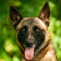 LANA, Mixed Breed (Fundacja Głosem Zwierząt)