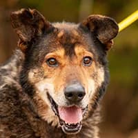 MIMEK, Mixed Breed (Fundacja Głosem Zwierząt)