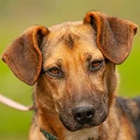 LICZI, Mixed Breed (Fundacja Głosem Zwierząt)