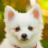 AKI, Mixed Breed (Fundacja Głosem Zwierząt)