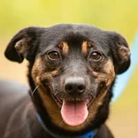 IMKA, Mixed Breed (Fundacja Głosem Zwierząt)