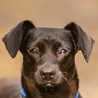 JUMKA, Mixed Breed (Fundacja Głosem Zwierząt)