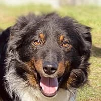 KUSKO, Mixed Breed (Fundacja Głosem Zwierząt)