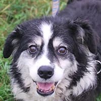 WELMA, Mixed Breed (Fundacja Głosem Zwierząt)